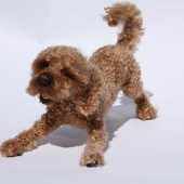 Irene Clark - “Rose” – www.feltaccompli.com