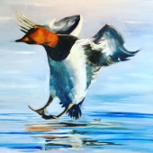 Tansill Anthony - “Canvas Back Smooth Landing” – www.tansillanthony@facebook.co