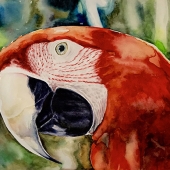 Fabiano Santos - “Arara” – www.fabianosantos.com