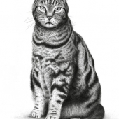 Daisy Claridge - “Ollie” – www.daisyclaridge.com.au