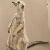 Peggy Paulson - “Meerkat” – www.facebook.com/pegspaintings