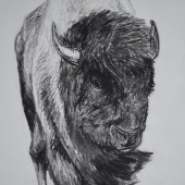 Amy O'Hearn - “Buffalo” – www.amyohearnart.com