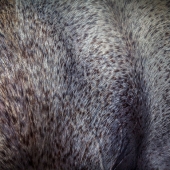 Romi Maegli - “Equine Map” –  www.romimaegli.co