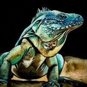Annie Riordan-Dufek - “Blue Iguana” – annieriordandufek@gmail.com