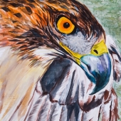 David Calandro – “Liberty” – www.davidcalandro.com