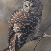 Marie-Claude Courteau – “Chouette rayée” - www.wix.com/mccourteau