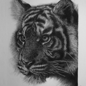 Floriana Lisena - “Tiger Cub” – florianalisena@tiscali.it