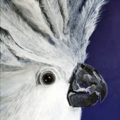 Dia Spriggs - “Cockatoo” –  dia47@bellsouth.net