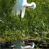 W Goodwin - “Beauty in the Mirror” –  wgoodwin37@gmail.com