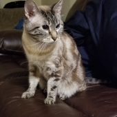 Aki Akhauri - “Sweetheart” –  www.aaki.myportfolio.com