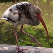 Veronique Ivanovic - “Beaky” – www.artlh2atl.com