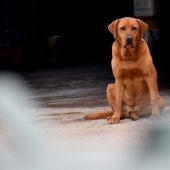 Hailey Andres - “Farm Dog” – www.haileyandresdesign.com