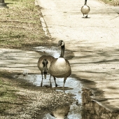 Cate Franklyn - “Puddle Pals” – www.photosbycate.com