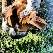 Stacey Harris - “Parker at Play” – www.staceyharrisart.com