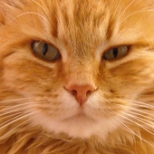 Tiina Bockrath - “Eye to Eye” –  tiina7@earthlink.net