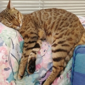 Karen Shine - “Cat Nap” – www.shinecreativephotos.com