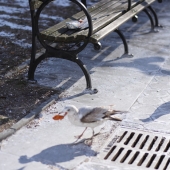 Mitch Plaise - “What is cannibalism?” – www.whoshotsamo.com