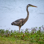 Scott Seelbinder - “Migrating Heron” – sbs0033@auburn.edu
