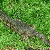 Sue Smith - “Man-Eater” –  www.assp.suesmithphotography.com.au