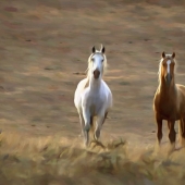 Gaylord Mink - “Curious” –  gmink@charter.net