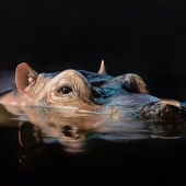 1st Place – Clare Parkes - “Night-time Encounter” – clareparkesportraits@gmail.com