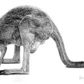 Honorable Mention – Kerryn Hart - “Mother Roo” –  khart@bigpond.com