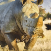 6th Place - Ilona Abou-Zolof - “Rhino Close Up” – www.zolof.net
