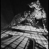 7th Place - Liza Hennessey Botkin - “After Midnight” – www.lizabotkin.com