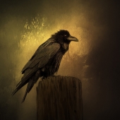 9th Place - Nicole Wilde - “Nevermore” – www.photomagicalart.com