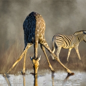 8th Place - Christina Brunton - “Giraffe Drinking with Zebra” – www.christinabrunton.com