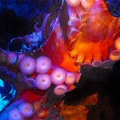 Honorable Mention - Athalie Taylor – “Octopus” - https://artboja.com/art/eka9sg/