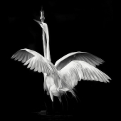 Honorable Mention – Claudia Daniels - “Mating Dance” – www.claudiadanielsphotography.com