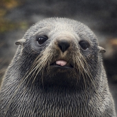 Honorable Mention - Julie Powell - “Seal” – www.juliepowelldigitalartistry.com