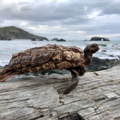 5th Place - Minh Ta - “The Turtle” – www.driftwoodsculpturesbyminh.com