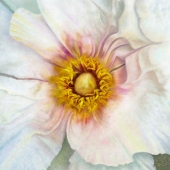 Mary Ahern – “Where It Begins - White Peony Squared” - www.MaryAhernArtist.com