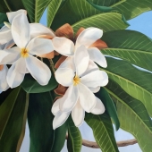 Aulds (1) Img #2 Morning Sun