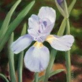 Corliss (2) Img #2  Garden Beauty