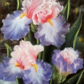 Fili (2) Img #4 Iris III