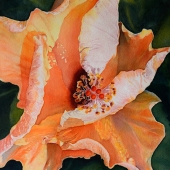 Jary (1) Img #4  Hibiscus I