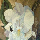 Jensen (2) Img #1  Iris Lace