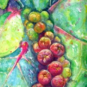 Kujan (1) Img #1  Seagrapes