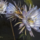 Lim (1) Img #2  Night Blossom