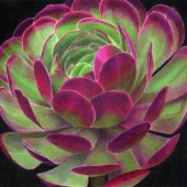 Manelis-R (1) Img #2 - Succulent