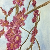 Nash (1) Img #1  Dogwood In The Sky