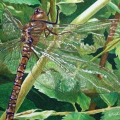 Rushfeldt (1) Img #1 Gail's Dragonfly