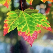 Young (1) Img #1  Fall Leaf