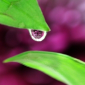 Aponte (2) Img #1  Purple Rain