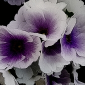 Berry-Lound (1) Img #5  Vainglorious Violet