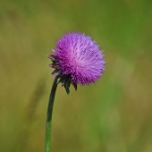 Bruno (1) Img #2  Prarie