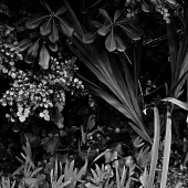 Castilho (3) Img #1  Plant 1